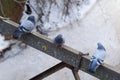 Gray beautiful pigeons in winter on the bridge Royalty Free Stock Photo