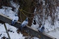 Gray beautiful pigeons in winter on the bridge Royalty Free Stock Photo