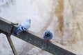 Gray beautiful pigeons in winter on the bridge Royalty Free Stock Photo