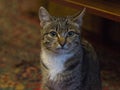Gray beautiful tabby cat with white breast on a blurred background. A classic striped gray mixed shorthair cat with