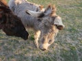 Gray beige furry young donkey and dark brown donkey tesing each other in afternoon golden hour light on lush green grass Royalty Free Stock Photo