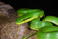 Gray-belly green rat snake