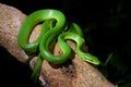 Gray-belly Green Rat Snake Royalty Free Stock Photo