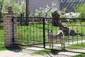 Gray big dog behind the fence in the garden Royalty Free Stock Photo