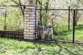 Gray big dog behind the fence in the garden Royalty Free Stock Photo