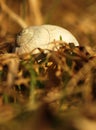 Gray big garden snail shell in the dry spring grass in the evening sun. Detail of a conch with a spiral on a summer meadow Royalty Free Stock Photo