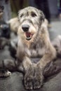 Gray big Irish Wolfhound dog lying on the floor Royalty Free Stock Photo