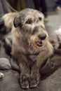 Gray big Irish Wolfhound dog lying on the floor Royalty Free Stock Photo