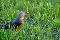 Gray bird jackdaw close - up on the green grass is brightly lit