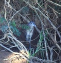 Gray bird nestled in the brush