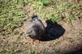 .A gray bird pigeon walks on green grass Royalty Free Stock Photo