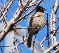 Gray bird on tree