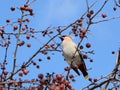 A gray bird with a tuft on its head and a motley tail sits on a branch of an apple tree