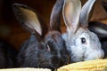 Gray and black bunny rabbits eating ear of corn, closeup