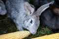 Gray and black bunny rabbits eating ear of corn, closeup Royalty Free Stock Photo