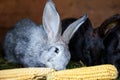 Gray and black bunny rabbits eating ear of corn, closeup Royalty Free Stock Photo