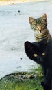 Gray and black cats see another cats Royalty Free Stock Photo