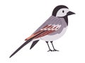 gray and black color small bird white wagtail species pretty cute nature animal wildlife creature
