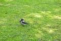 Crow on the green lawn in the autumn park