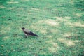 Crow on the green lawn in the autumn park