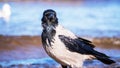 A gray-black crow stands at the edge of sea water on sea grass