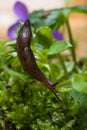 Gray, black or dark brown greenhouse slug, milax gagates Royalty Free Stock Photo