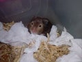 Gray black hamster tissues close up