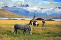 Gray and black horse in meadow Royalty Free Stock Photo