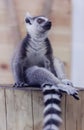 A gray-black lemur sits on a wooden stump and looks away. Paw rests on the stump