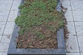 gray black marble gravestone in brown earth Royalty Free Stock Photo