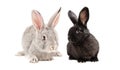 Gray and black rabbits sitting together