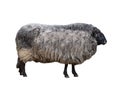 Gray-black sheep isolated on white background Royalty Free Stock Photo