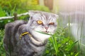 Gray black striped Scottish Fold cat with yellow eyes eating grass in the garden Royalty Free Stock Photo