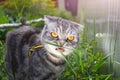 Gray black striped Scottish Fold cat with yellow eyes eating grass in the garden. Royalty Free Stock Photo