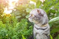 A gray, black-striped Scottish Fold cat with yellow eyes walks in the green. Royalty Free Stock Photo