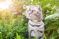 A gray, black-striped Scottish Fold cat with yellow eyes walks in the green. Royalty Free Stock Photo