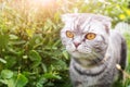 A gray, black-striped Scottish Fold cat with yellow eyes walks in the green. Royalty Free Stock Photo