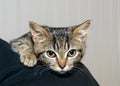 Gray and black striped tabby kitten clinging to the shoulder of person Royalty Free Stock Photo