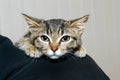 Gray and black striped tabby kitten clinging to the shoulder of person Royalty Free Stock Photo