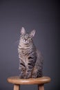 Cat sitting proud and confident on stool