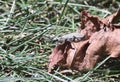 Gray Blister Beetle or Epicauta floridensis in nature