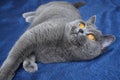 Blue British cat with orange eyes