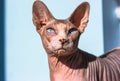 Gray blue-eyed bald Canadian Sphynx cat white muzzle portrait. Sphinx feline. Royalty Free Stock Photo