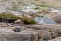 gray-blue frog sitting on a stone in the mountains in the austrian alps in the hohe tauern mountains Royalty Free Stock Photo