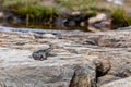 gray-blue frog sitting on a stone in the mountains in the austrian alps in the hohe tauern mountains Royalty Free Stock Photo