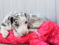 Great Dane harlequin puppy with stuffed toy Royalty Free Stock Photo