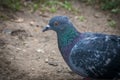 Gray and blue Pigeons Bird Flight Royalty Free Stock Photo