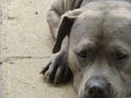 Gray blue pit bull type dog with ears