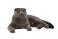 Gray-blue Scottish Fold cat on white background