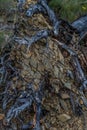 Gray blue twisting tangled roots of old dead tree with brown stones in them against backdrop of green grass